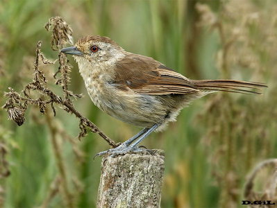 BATARÁ PARDA (Thamnophilus ruficapillus) - Laguna Negra - ROCHA (Marzo 2015)